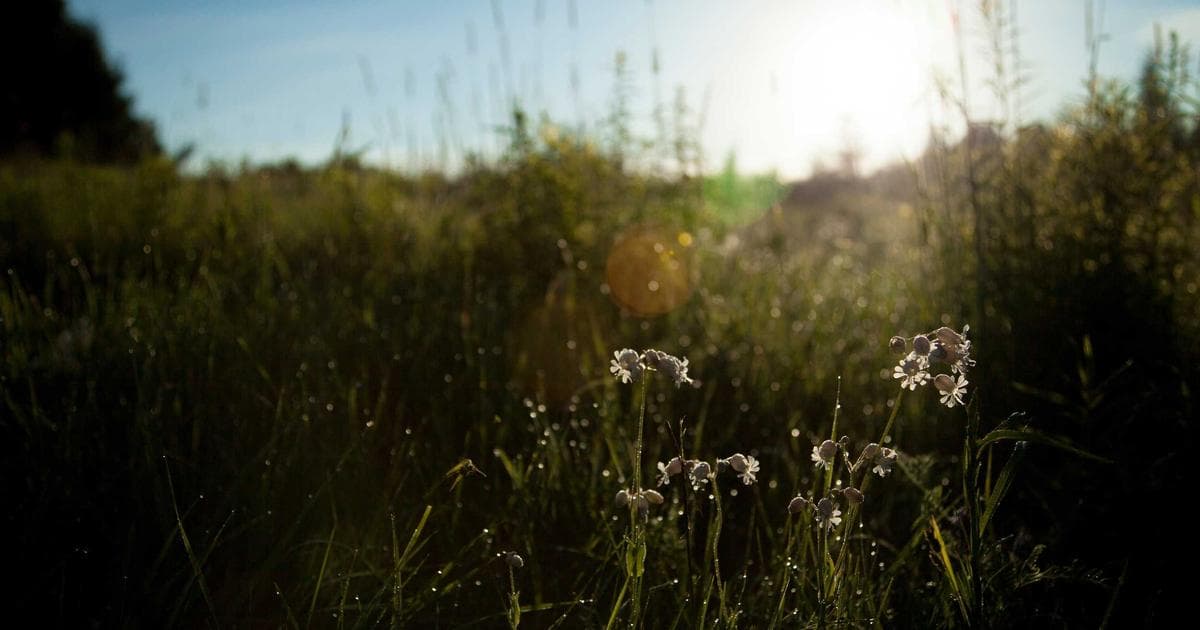 Consulta Online para Ginecólogo en México: Telemedicina con Ética y Seguridad